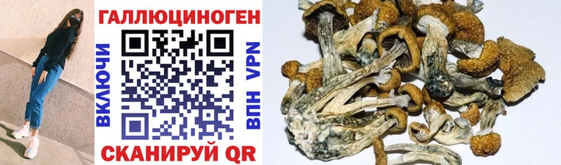 Псилоцибиновые грибы MAGIC MUSHROOMS  Купить закладки  Тулун 
